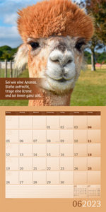 No Drama, Lama! Kalender 2023 - 30x30