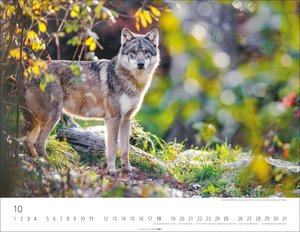 Heimische Wildtiere 2026