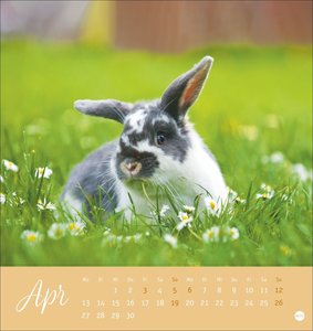Süße Kaninchen Postkartenkalender 2026