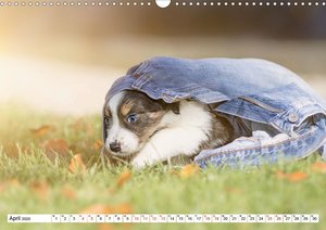 Gehütet wird später - Border Collie Welpen