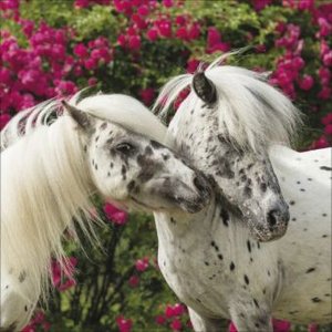 Horses 2025
