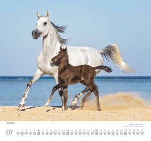 Geliebte Pferde 2025 – DUMONT-Wandkalender – Pferdefotografie von Christiane Slawik Format – 38,0 x 35,5 cm