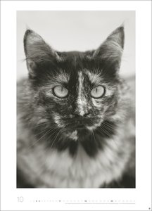 Cats Edition Kalender 2026