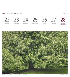 Bäume Postkartenkalender 2023