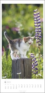 Katzen Kalender 2023. Ein XXL Wandkalender, der die Samtpfoten perfekt in Szene setzt. Katzen und Kätzchen in einem länglichen Kalender, ein Muss für Katzenfans!