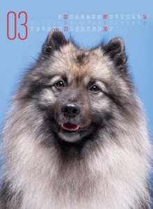 Frei Schnauze - Kalender 2025