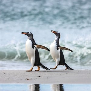 Pinguine 2025