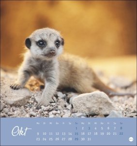 Erdmännchen Postkartenkalender 2023. Jeden Monat eine süße Postkarte. Fotokalender für Tierfreunde. Kleiner Tischkalender zum Aufstellen und Aufhängen im Postkartenformat.