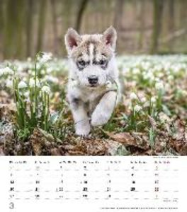 Niedliche Hundekinder 2023 - Wand-Kalender - Tier-Kalender - 30x34