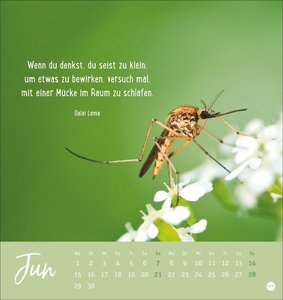 Never give up! Postkartenkalender 2026