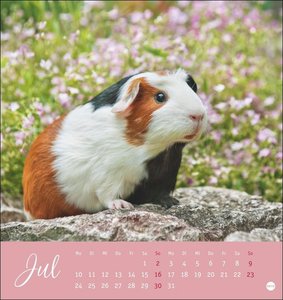 Kuschelige Meerschweinchen Postkartenkalender 2023