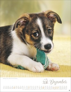 Hundekinder Posterkalender 2026