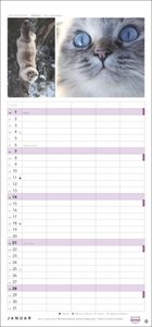 Whiskas Familienplaner 2024. Praktischer Kalender für Familien mit Katzenfotos zum Dahinschmelzen. Terminkalender für die Wand mit 5 Spalten und viel Raum für Planung. Familienkalender 2024.