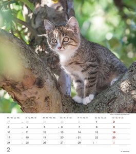 Niedliche Katzenkinder 2025 - Wand-Kalender - Tier-Kalender - 30x34