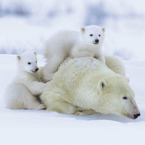 Polar Bears/Eisbärchen 2022