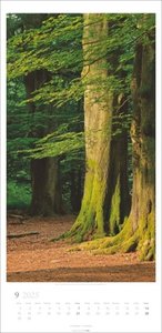 Im Wald Kalender 2025