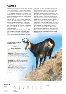 Ravensburger Tierkalender – Wochenkalender 2025 – Tier-Kalender mit 53 Blatt – Format 21,0 x 29,7 cm – Spiralbindung