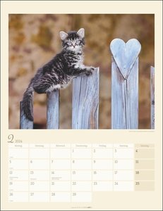 Katzen auf dem Lande Kalender 2024. Süße Kätzchen in ländlicher Idylle: Ein Foto-Kalender zum Dahinschmelzen. Planer mit Platz zum Eintragen. Hochformat 30x39 cm