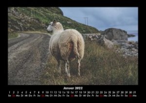 Der Tierkalender 2022 Fotokalender DIN A3