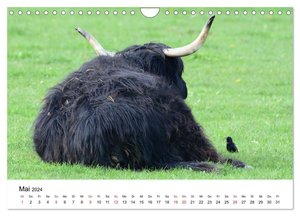 Zottelige Schotten (Wandkalender 2024 DIN A4 quer), CALVENDO Monatskalender