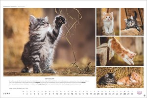 Whiskas Katzenkalender 2026