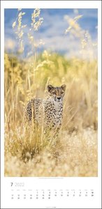 Big Cats Kalender 2022