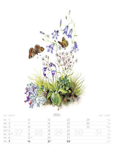 Alpenblumen-Aquarelle Kalender 2024