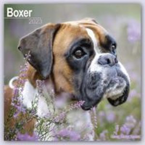 Boxer 2023 - 16-Monatskalender