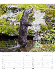 Tiere der Alpen Kalender 2023