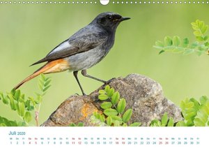 Singvögel - 12 Arten im Garten