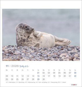 Robby & Co. Postkartenkalender 2026