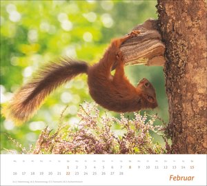 times&more Eichhörnchen Bildkalender 2026