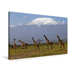 Premium Textil-Leinwand 90 cm x 60 cm quer Giraffen ? Am Kilimanjaro