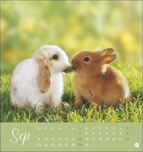 Süße Kaninchen Postkartenkalender 2024. Tierfotografin Monika Wegler setzt in einem kleinen Kalender niedliche Häschen in Szene. Tischkalender im Postkartenformat.