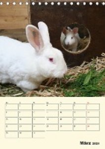 \"Rex\" Kaninchen (Tischkalender 2021 DIN A5 hoch)