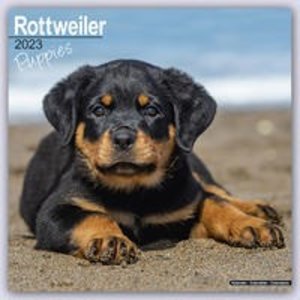 Rottweiler Puppies - Rottweiler Welpen 2023 - 16-Monatskalender