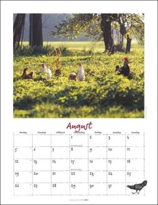 Der Hühner-Kalender 2024. Wandkalender 2024 mit Hühnerfotos des bekannten Naturfotografen Wolf-Dietmar Unterweger. Tier-Kalender 2024 mit idyllischem Bauernhofflair.
