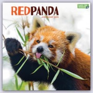 Red Panda - Rote Pandas - Rote Pandabären 2023