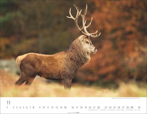 Heimische Wildtiere 2026