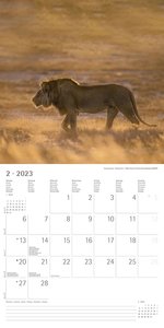 Großkatzen 2023 - Broschürenkalender 30x30 cm (30x60 geöffnet) - Kalender mit Platz für Notizen - Big Cats - Bildkalender - Wandplaner - Alpha Edition