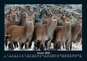 Wildtier Kalender 2022 Fotokalender DIN A4