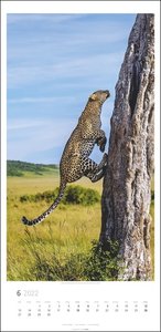 Big Cats Kalender 2022