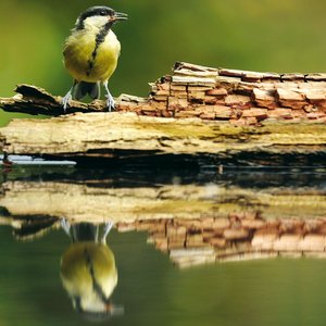 Heimische Vögel 2022