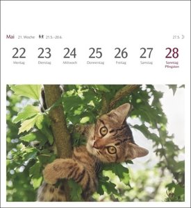 Katzen Postkartenkalender 2023. Jede Woche ein süßes Kätzchen im Postkarten-Fotokalender. Tisch-Kalender für Katzenfans, mit 53 Postkarten zum Sammeln und Verschicken. Auch zum Aufhängen.