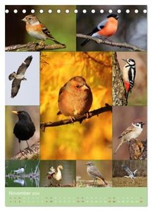 Alles für die Vögel (Tischkalender 2024 DIN A5 hoch), CALVENDO Monatskalender