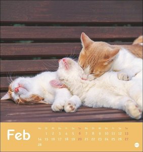 Tierisch entspannte Katzen Postkartenkalender 2022