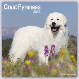Great Pyrenees - Pyrenäenhunde 2023 - 16-Monatskalender