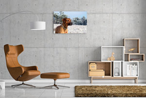 Premium Textil-Leinwand 90 cm x 60 cm quer Ein Motiv aus dem Kalender Ridgebacks - Hunde aus Afrika