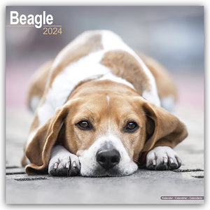 Beagle 2024 - 16-Monatskalender