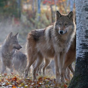 Wolves 2022